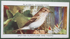 SPOTTED FLYCATCHER   Vintage 1930's Illustrated Bird Card  BD18 picture