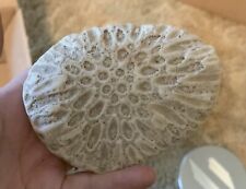 Beautiful Natural Coral Display Specimen picture