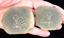 SET OF 2 - PLANT FOSSILS from the INDIANA COAL MINES picture