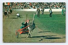 Ostrich Racing IRiverside County Fair Indio CA California UNP Chrome Postcard P5 picture