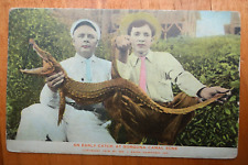 an early catch at Gorgona, CANAL ZONE PANAMA postcard alligator pink tie hunter picture