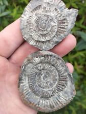 GOLDEN DACTYLIOCERAS SP AMMONITE POS NEG WHITBY YORKSHIRE UK DINOSAUR FOSSIL picture