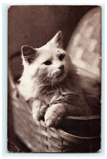 1909 The Cute Kitty Cat Kitten White Vintage postcard Canada- Damaged picture