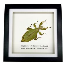 Green Leaf Insect (Phyllium tobeloense bhaskarai) Shadow Box Frame  picture
