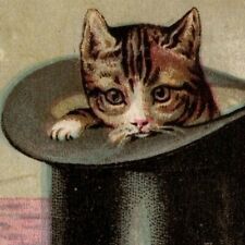 Victorian Trade Card - Kitten Cat - 