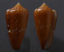 Seashells Conus crocatus CONE SNAILS 54mm F++ marine specimen sea snail conidae picture