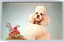 The King, Dog, Poodle Posing, Vintage Postcard picture