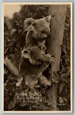 Real Photo Postcard~Sydney Australia~Koala Park~Native Bears in Tree~1930s RPPC picture