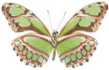 Philaethria dido verso ONE REAL BUTTERFLY GREEN PERU UNMOUNTED WINGS CLOSED picture