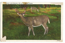 Deer Postcard Morning c1920s picture
