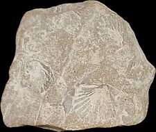 Seashell Fossil In Sandstone Matrix  10+ Fossil Bivalves SLO County, California picture