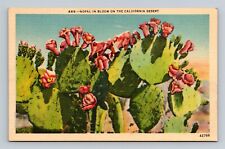 Nopal In Bloom On The California Desert Postcard picture