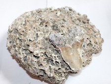 MEGALODON Shark Tooth Fossil in ROCK MATRIX Natural approx. 8.22