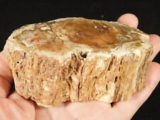 Polished Petrified Wood Fossil 225 Million Years Old Madagascar 439gr picture