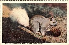 AZ-Arizona, White Tail Kaibab Squirrel, National Park, Vintage Postcard picture