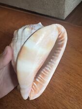 Natural Bull Mouth Helmet Conch Shell Large 6” Nautical Beach Ocean Decor picture