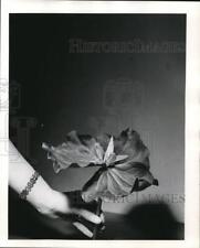 1954 Press Photo Trillium - orb13946 picture