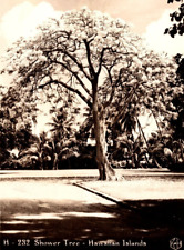 c1951 RPPC Beautiful Shower Tree On Hawaiian Islands, Msg To Mom VTG Postcard picture