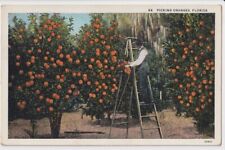 Picking Oranges Florida Vintage Linen Postcard Orange Grove Man on Ladder VTG picture