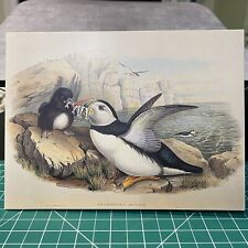 “The Puffin” by John Gould Postcard & Envelope C 1860 The Antique Map & Print picture
