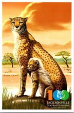Jacksonville Zoo & Gardens Florida Cheetah 100th postcard picture