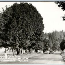 c1940s Oregon Coast Highway OR RPPC Myrtle Tree Art Ray #1358 Real Photo PC A199 picture