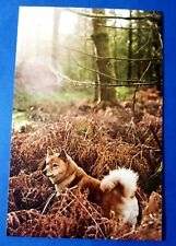 Postcard Finnish Spitz Dog Astrid Harrisson Art Card 6