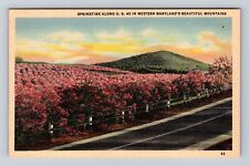 Western Maryland Mountains, Springtime Along U.S. Route 40, Vintage Postcard picture