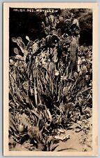 RPPC Desert Plant Bitter Allois - Real Photo 1940-1960 Postcard 7667 picture