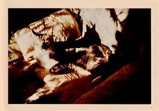 Vtg Found Color Photograph Cat Feline Pet Animal Retro Collectible Image picture