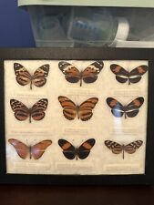 REAL Vintage Antique Taxidermy Butterfly Mount picture
