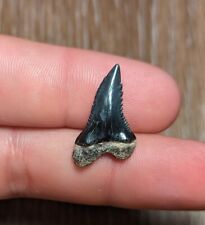 Gorgeous Deep Grey Hemipristis Serra (Snaggletooth) Shark Tooth From BV Florida picture