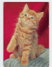 Postcard An Orange Cat picture