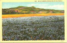 Postcard Wildflowers Springtime In California 1943 picture