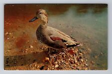Sturtevant WI-Wisconsin, Scenic Greetings, Duck, Antique, Vintage Postcard picture