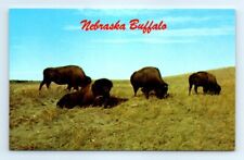 Postcard NE Nebraska Buffalo Grazing C8 picture