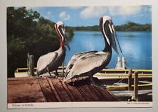Pelicans in Florida Postcard picture