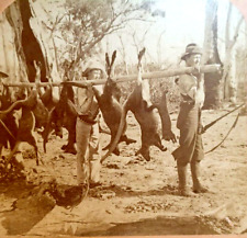 Kangaroo Hunters Bringing Game New South Wales Australia 1903 Kilburn Stereoview picture