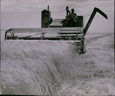 LG788 1952 Original Photo WAIST-HIGH WHEAT Comine Farmer Harvesting Crops Field picture