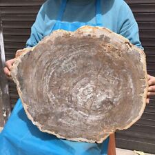 23.71LB Natural petrified wood fossil crystal polished slice Madagascar38 picture