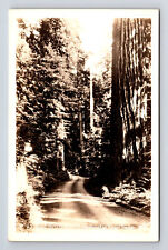 RPPC Road Thru Beautiful Washington Virgin Timber Giant Redwoods Car WA Postcard picture