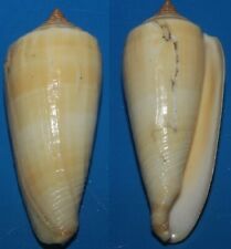 Tonyshells Seashells Conus ochroleucus PERFECT CONE 75mm F++ Marine Specimen picture