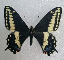 Papilio indra fordi picture