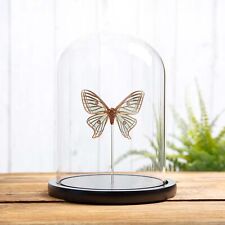 Female Spanish Moon Taxidermy Moth in Glass Dome (Graellsia isabellae) picture