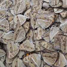 50 pcs wholesale unmounted real butterfly Nymphalidae junonia almana summer  picture