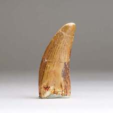 Genuine Carcharodontosaurus Tooth in Display Box (22.8 grams) picture