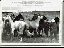 1970 Press Photo Cowboy rounds up herd of horses. - afa38340 picture