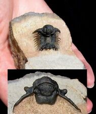 EXTINCTIONS- TOP QUALITY ACANTHOPYGE TRILOBITE FOSSIL W/HYPO- BEAUTIFUL US PREP picture