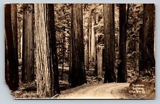 RPPC Redwood Highway West Coast America VINTAGE Postcard 1213 picture