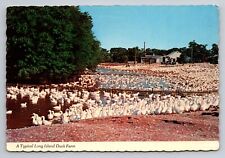 A Typical Long Island Duck Farm New York Vintage Unposted Postcard picture